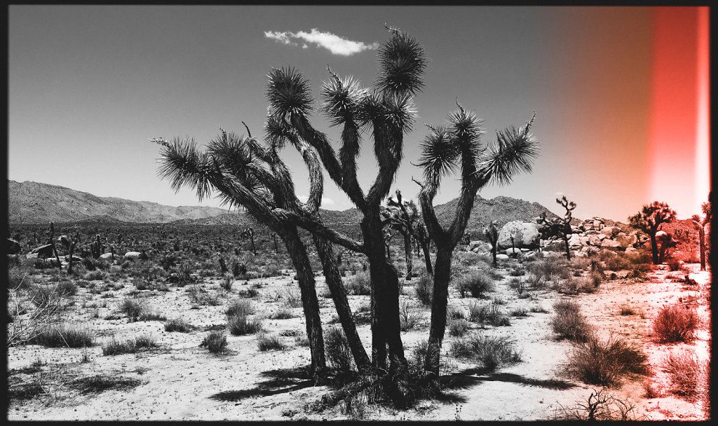 2015-05-USA-Joshua-Tree-0003-2048px-FB-2.jpg